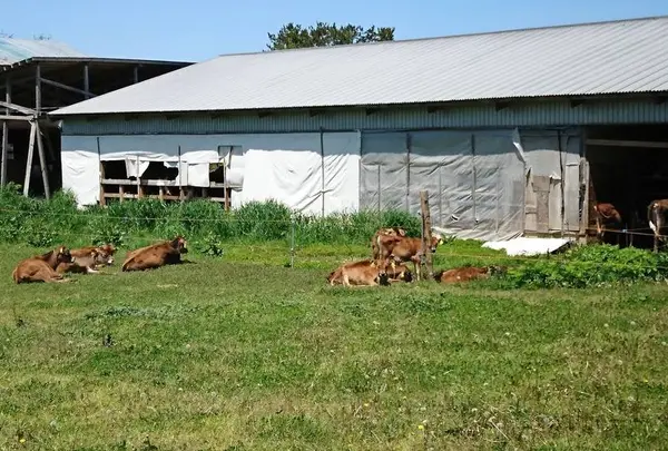 ＡＢＩＴＡＮＩＡジャージーファーム