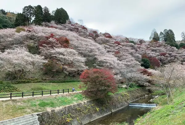 川見四季桜の里の写真・動画_image_462167