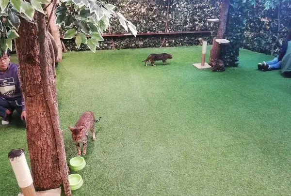 嵐山フクロウとヒョウ猫の森