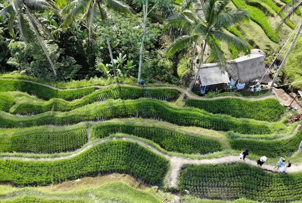 テガララン・ライステラス（Tegallalang Rice Terrace）