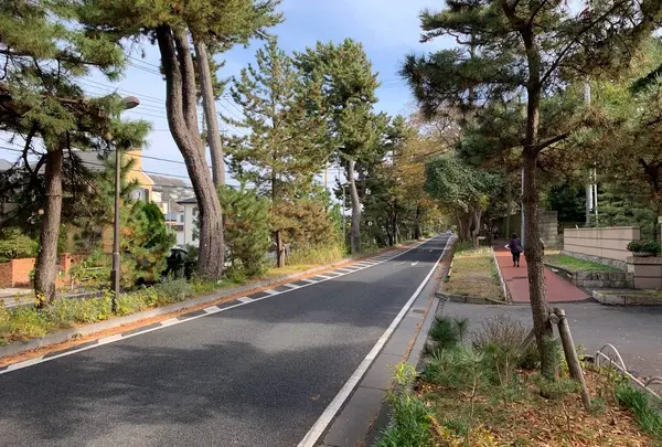 東海道松並木の写真・動画_image_469128