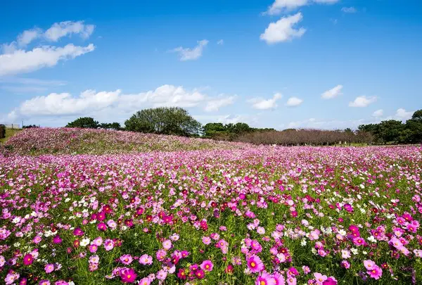 海の中道海浜公園