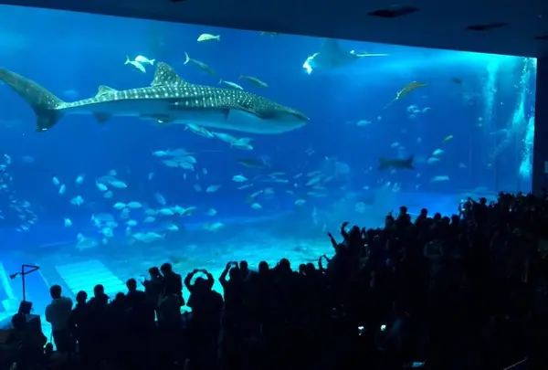 沖縄美ら海水族館