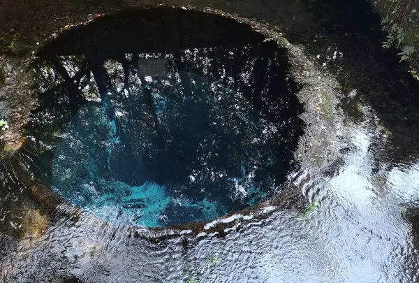 柿田川湧水の写真・動画_image_478856