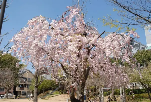 中町公園