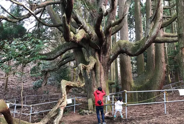 高森殿の杉