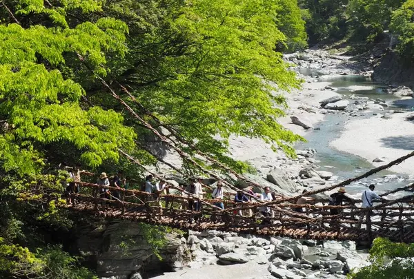 祖谷のかずら橋の写真・動画_image_481709