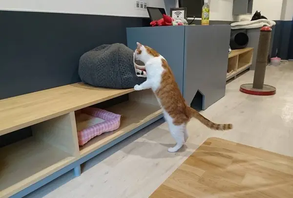保護猫カフェ ネコリパブリック池袋店