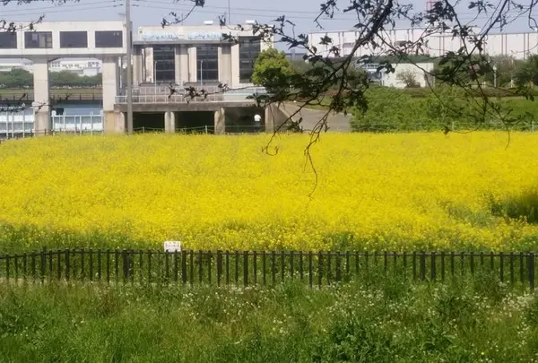 権現堂公園