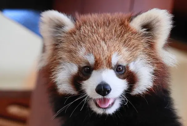 静岡市立日本平動物園の写真・動画_image_484759