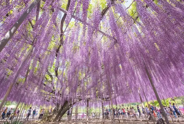 あしかがフラワーパーク