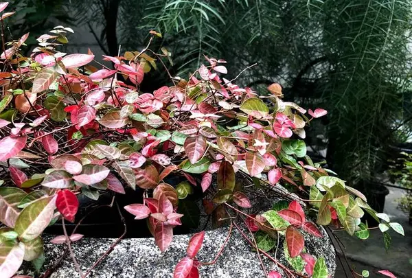 アンティークギャラリー マジョレル