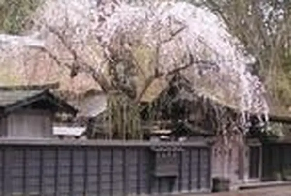 角館武家屋敷