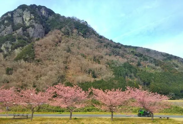 河津桜