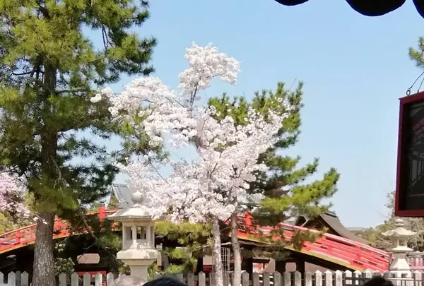 宮島帆布
