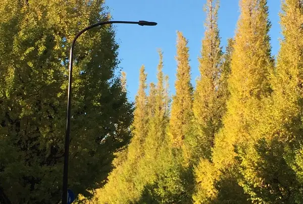 明治神宮外苑いちょう並木