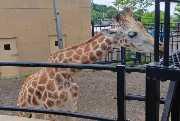 旭川市 旭山動物園の写真・動画_image_511563