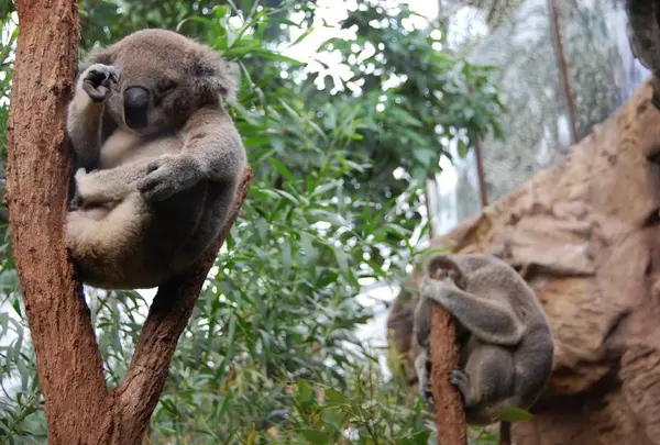 WILD LIFE Sydney Zoo（ワイルドライフ・シドニー動物園）