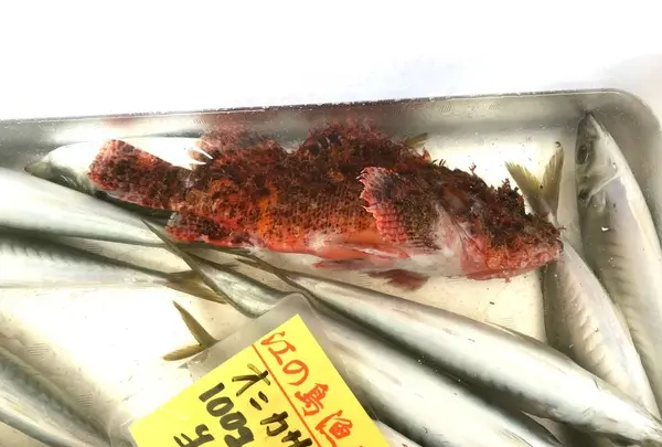 片瀬漁港鮮魚直売所