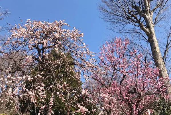 羽根木公園
