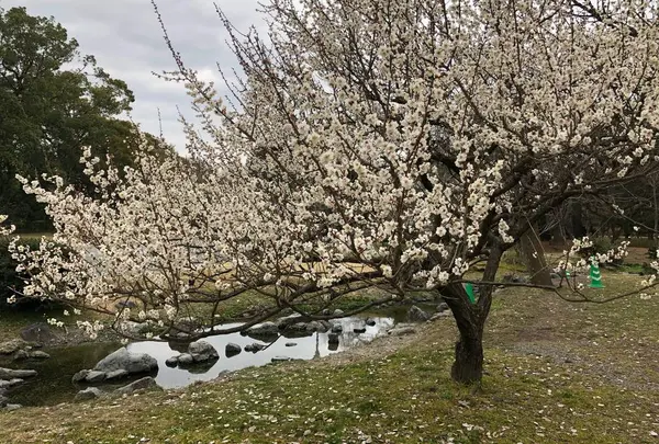 京都御苑