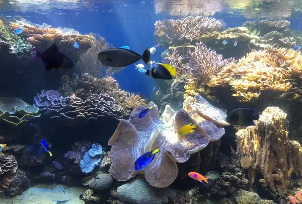 ワイキキ水族館