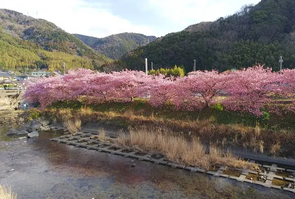 河津桜