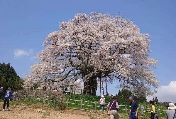 醍醐桜