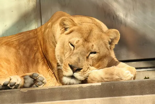 京都市動物園の写真・動画_image_521365