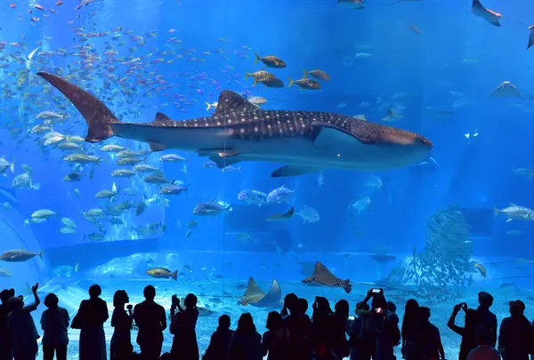 沖縄美ら海水族館の写真・動画_image_521388