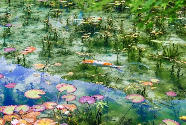 モネの池（名もなき池）の写真・動画_image_522283