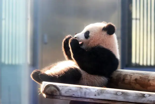 上野動物園の写真・動画_image_523907