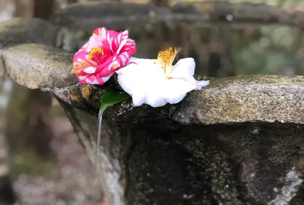 法然院