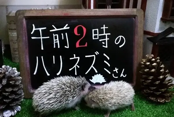 午前２時のハリネズミさん