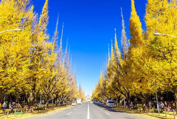 明治神宮外苑いちょう並木の写真・動画_image_526087