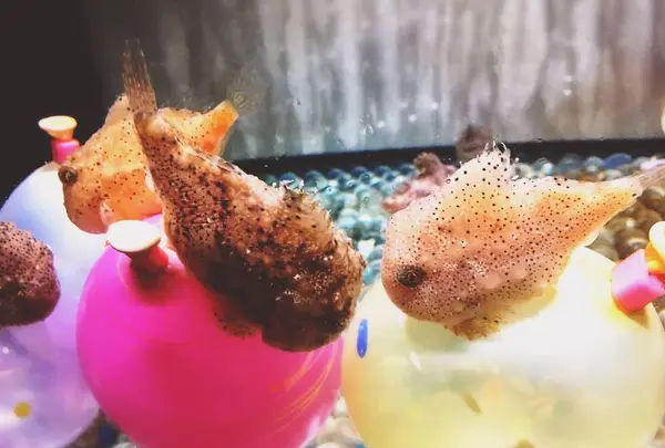 神戸市立須磨海浜水族園
