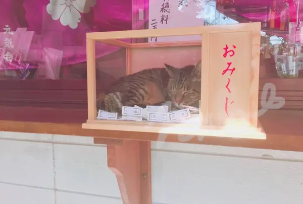 住吉神社社務所の写真・動画_image_528654