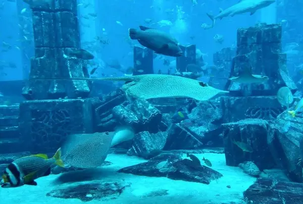 The Lost Chambers Aquarium