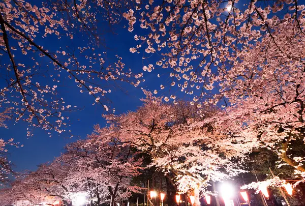 上野恩賜公園（上野公園）の写真・動画_image_535550