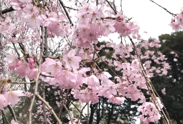 六義園