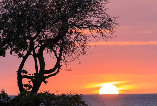 Island of Hawaii（ハワイ島）の写真・動画_image_536509