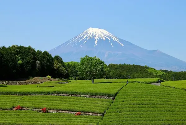 大淵笹場