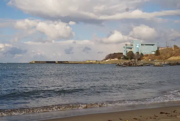 蕪島ウミネコ繁殖地