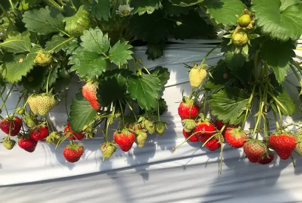あすかいちご狩りパーク