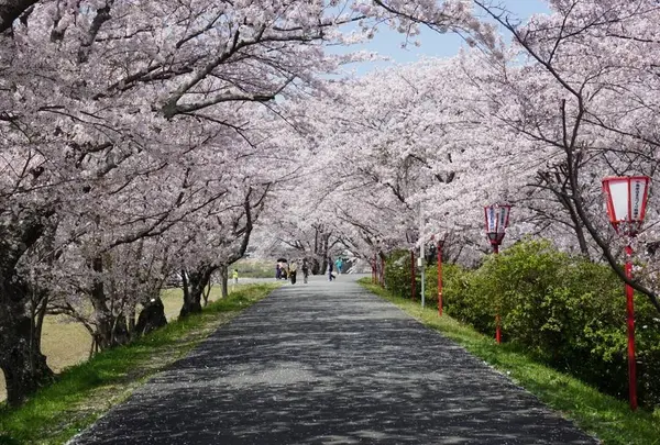 宮川堤の桜