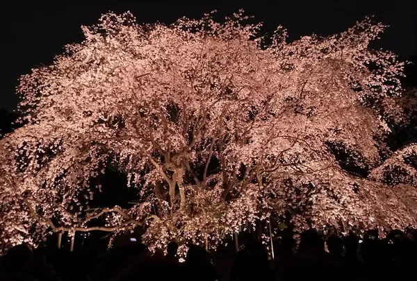 六義園の写真・動画_image_541500