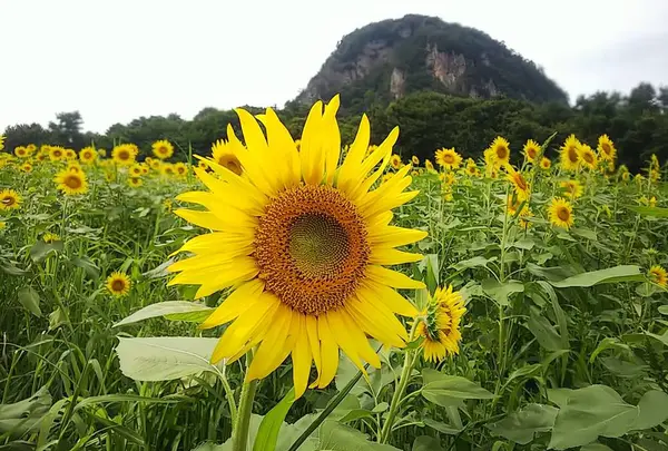 大岩フラワーガーデン