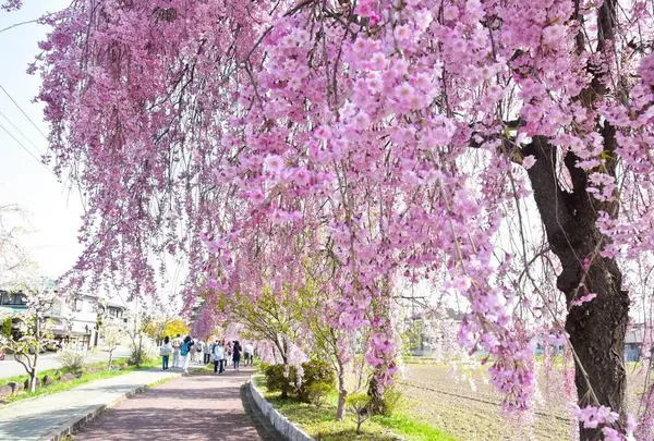 日中線のしだれ桜