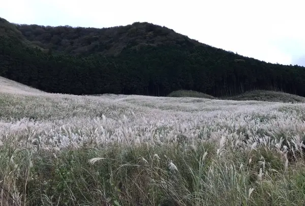 仙石原すすき草原