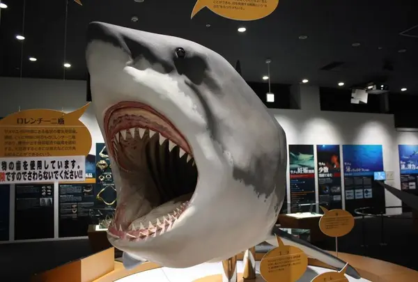 気仙沼シャークミュージアム